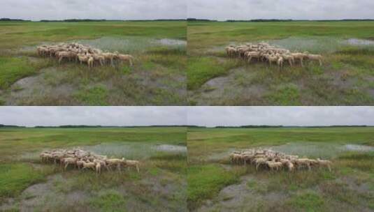 草原羊群航拍高清在线视频素材下载