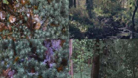 夏季森林植物唯美特写合集高清在线视频素材下载