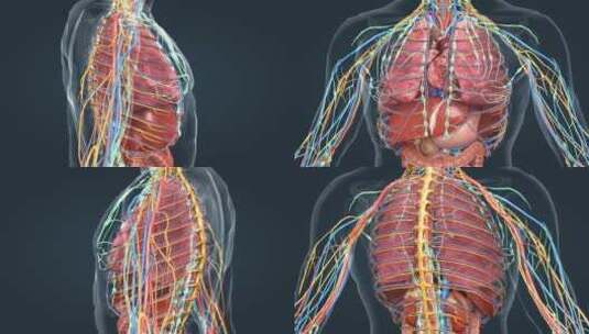 3D医学人体解剖器官肝脏心脏肾脏肺部动画高清在线视频素材下载