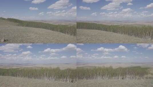 草原上的白桦林高清在线视频素材下载