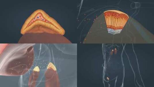 医学人体器官肾脏内分泌系统肾上腺三维动画高清在线视频素材下载