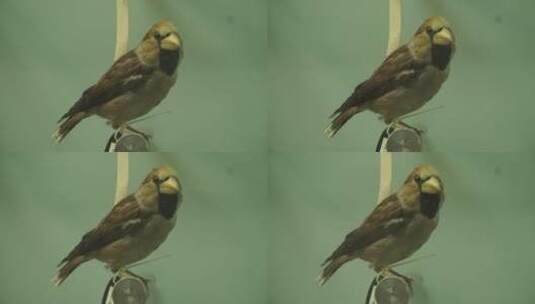 山雀翠鸟小型鸟类标本高清在线视频素材下载