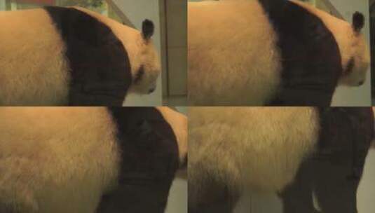熊猫国宝四川卧龙标本高清在线视频素材下载