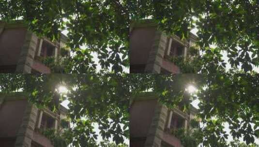 上海老别墅阳光树林建筑老房子阳光穿透树叶高清在线视频素材下载