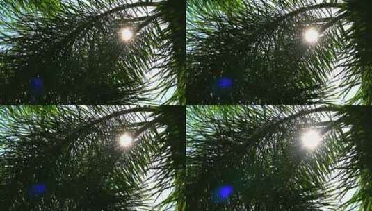 阳光背影棕榈叶与阳光在花园1高清在线视频素材下载