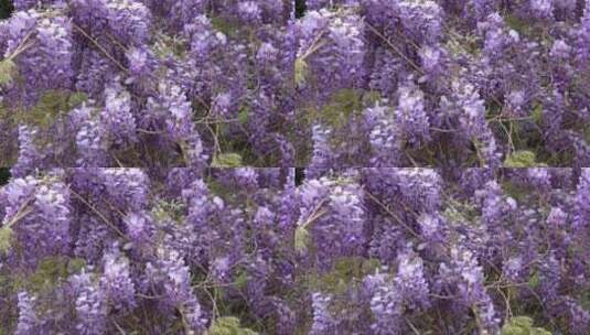 盛开的紫藤花 (5)高清在线视频素材下载