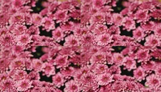 粉红色花朵特写 (2)高清在线视频素材下载