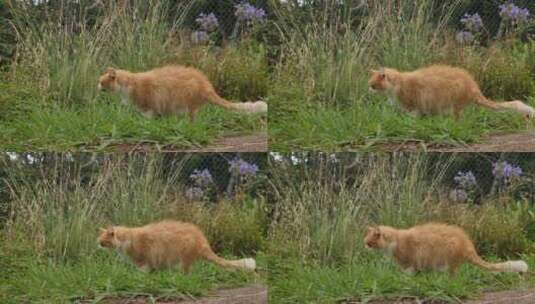 喜欢吃草的猫高清在线视频素材下载