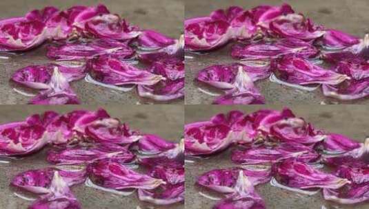 紫色月季花花瓣高清在线视频素材下载