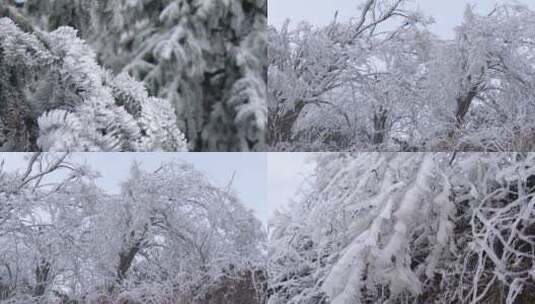 唯美白芒冰雪中结成冰霜的树枝空镜高清在线视频素材下载