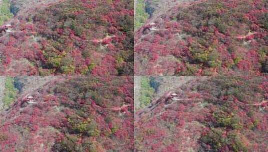 山东青州天赐山红叶风光高清在线视频素材下载