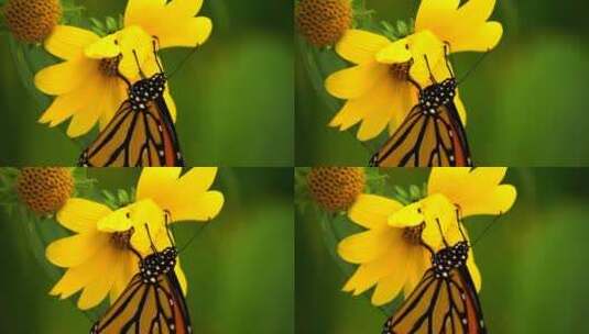 蝴蝶趴在黄色花朵上高清在线视频素材下载