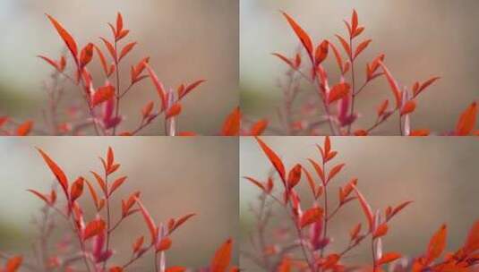4k花草植物素材——南天竹高清在线视频素材下载
