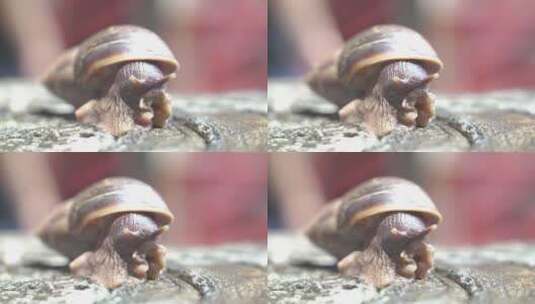 蜗牛 自然高清在线视频素材下载
