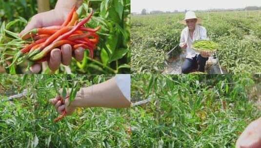 辣椒种植基地高清在线视频素材下载