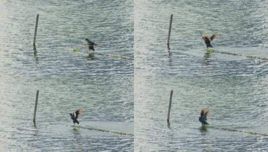 湖面上的野生水鸟黑水鸡高清在线视频素材下载