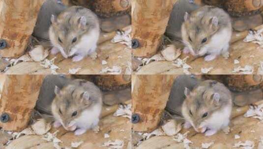 小动物宠物仓鼠高清在线视频素材下载