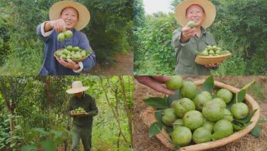 新鲜核桃高清在线视频素材下载