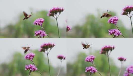 蜂鸟蛾采蜜进食慢镜头特写高清在线视频素材下载