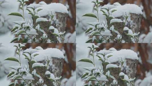 下雪树叶木头慢镜托4K实拍空镜高清在线视频素材下载