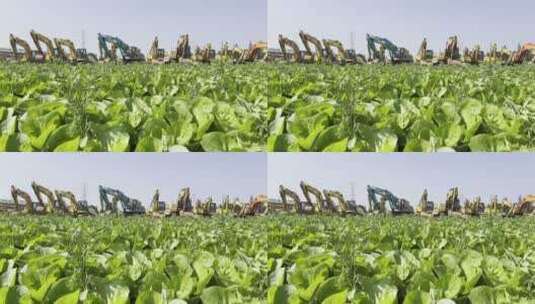微风吹拂着绿油油的蔬菜苗和背后的挖掘机高清在线视频素材下载
