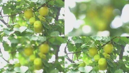 南国梨 水果 果树 果实 丰收高清在线视频素材下载