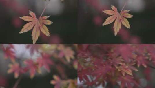 上海枫叶秋色高清在线视频素材下载