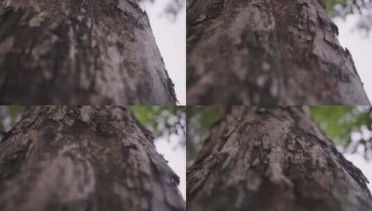 治愈清新唯美意境植物森林日系TVC短片高清在线视频素材下载