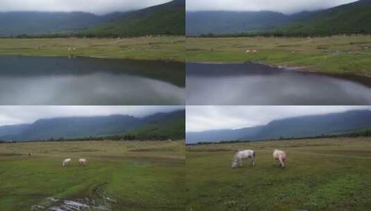 山下草原上吃草的马高清在线视频素材下载