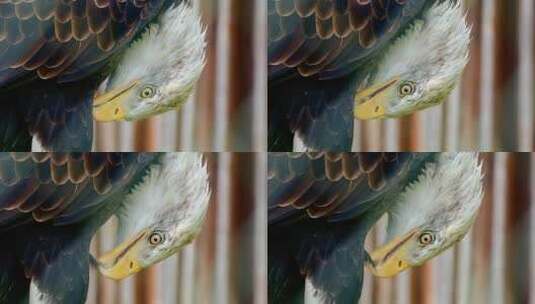 鹰 白头鹰 鸟高清在线视频素材下载