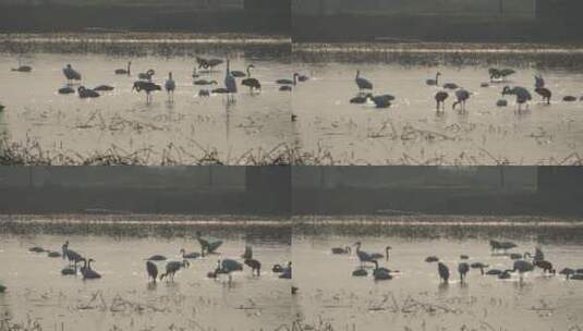 鄱阳湖湿地公园高清在线视频素材下载