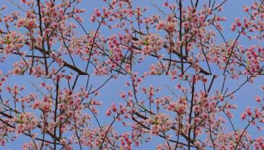 春天绽放的樱花高清在线视频素材下载