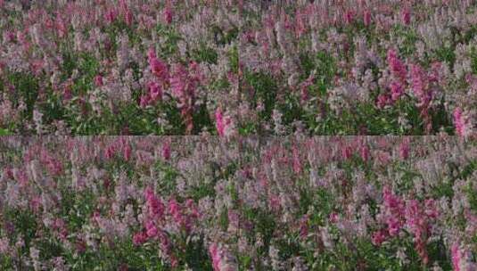 春天盛开的紫罗兰花田高清在线视频素材下载