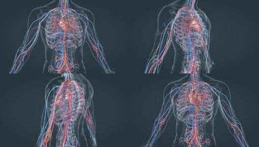 3D 人体 大脑 心脏 血管 动脉 三维高清在线视频素材下载