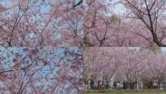 上海静安雕塑公园樱花高清在线视频素材下载