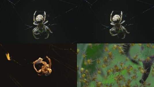 微距实拍蜘蛛结网4K视频高清在线视频素材下载