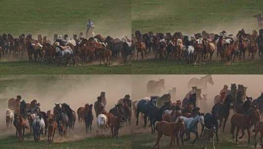 高清实拍草原马骑马一群马内蒙古高清在线视频素材下载
