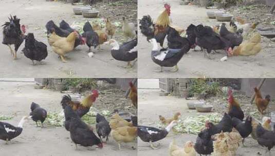 乡村散养土鸡吃食4k合集高清在线视频素材下载