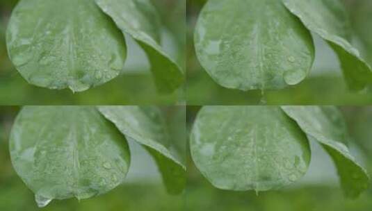 雨中叶子实拍镜头高清在线视频素材下载