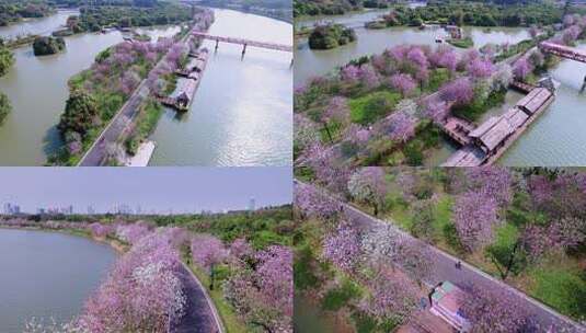 广州海珠湿地公园三月紫荆花长廊航拍4K视频高清在线视频素材下载
