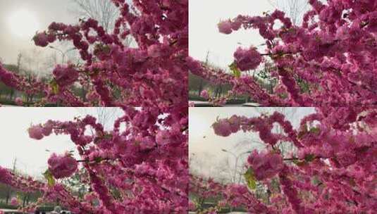 4K粉红色榆叶梅满枝条的花无拘无束开大花球高清在线视频素材下载