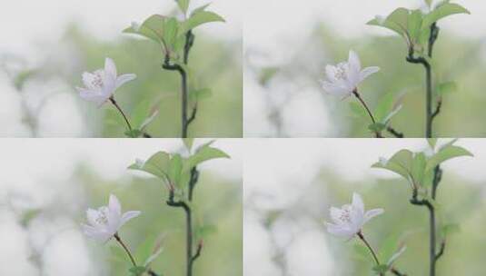 樱花花开花瓣飘落樱花树意境实拍高清在线视频素材下载