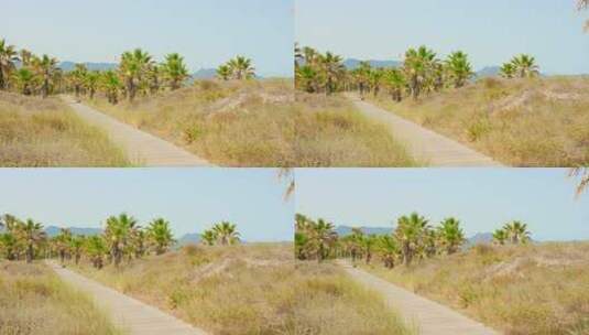 西班牙卡斯特隆棕榈树间木制走道的夏季风景——平移高清在线视频素材下载
