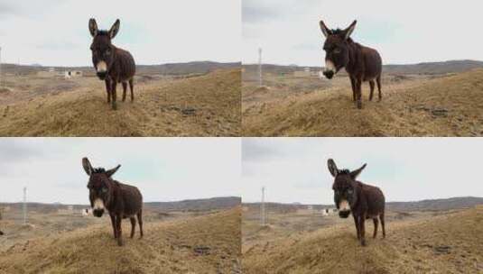 吃干草的驴子高清在线视频素材下载