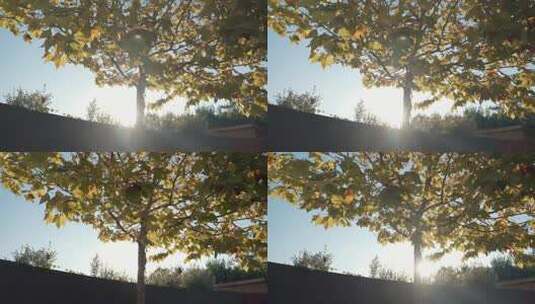 逆光下的银杏树高清在线视频素材下载