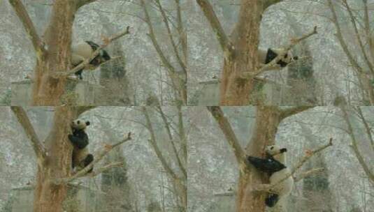 大熊猫爬树高清在线视频素材下载