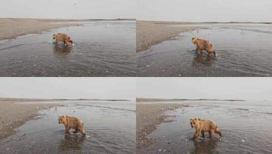 一只棕熊沿着大海行走的无人机视图高清在线视频素材下载