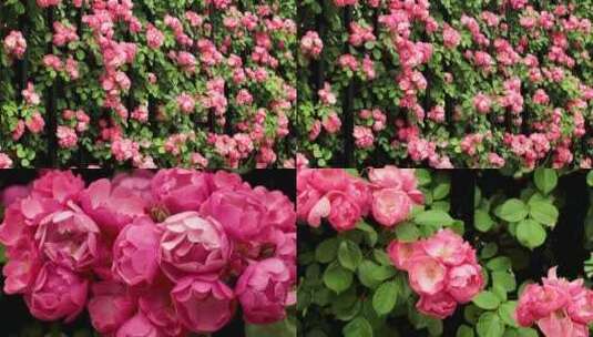 蔷薇花墙红色鲜花绿叶植物温暖治愈实拍高清在线视频素材下载