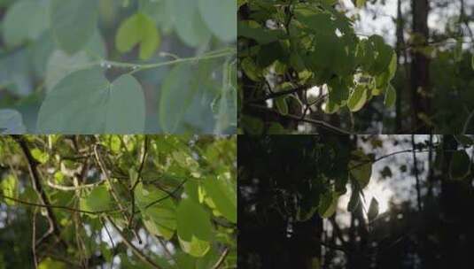 野外阳光穿过树叶的光芒高清在线视频素材下载