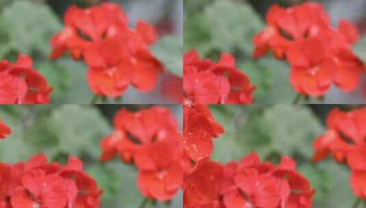 4k高清大屏娇嫩欲滴的滴水花朵特写12高清在线视频素材下载